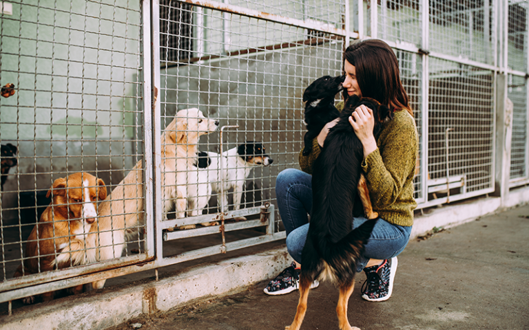 Pourquoi j’adopte un chien en refuge Tout pour le Chien
