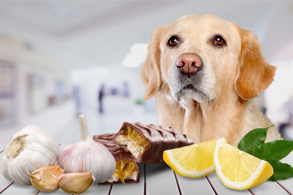 Les aliments à ne pas donner à son chien